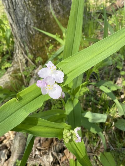 Tradescantia ozarkana, photographed by Miranda Kohout