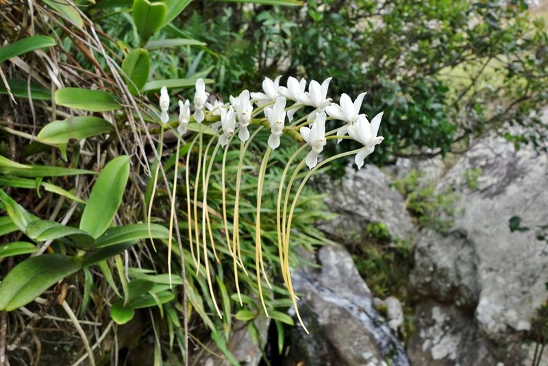 Aerangis ellisii, photographed by Thibaud Aronson