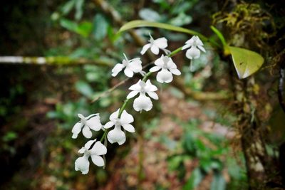Aerangis citrata, photographed by Thibaud Aronson