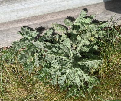 Senecio sylvaticus, photographed by Piermario Maculan
