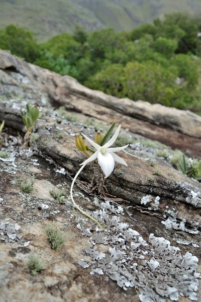 Angraecum rutenbergianum, photographed by Thibaud Aronson