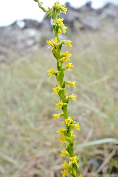 Cynorkis cinnabarina, photographed by Thibaud Aronson