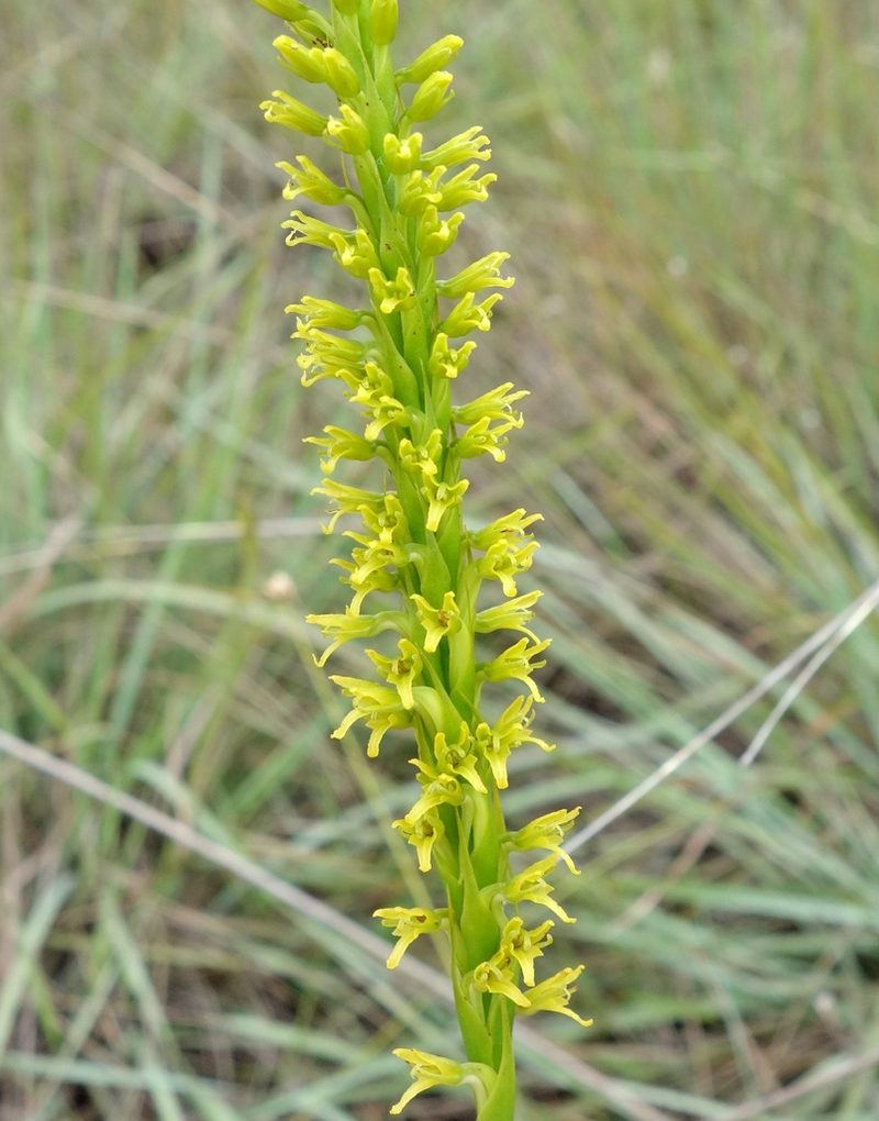 Benthamia glaberrima, photographed by Thibaud Aronson