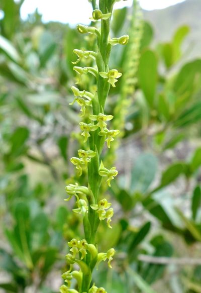 Benthamia rostrata, photographed by Thibaud Aronson