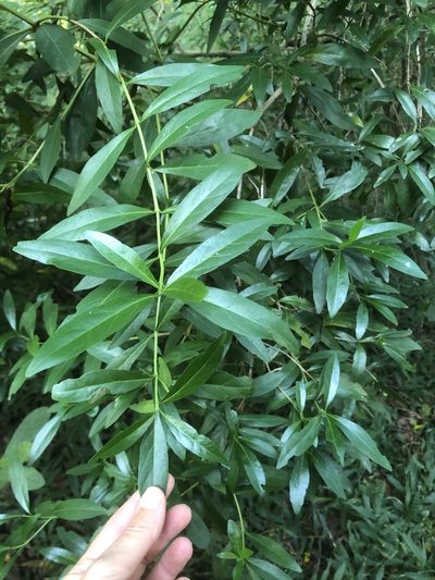 Pavetta lanceolata, photographed by Sunčana Bradley