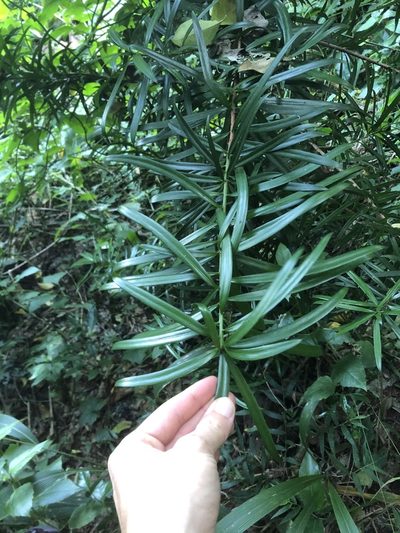 Podocarpus henkelii, photographed by Sunčana Bradley