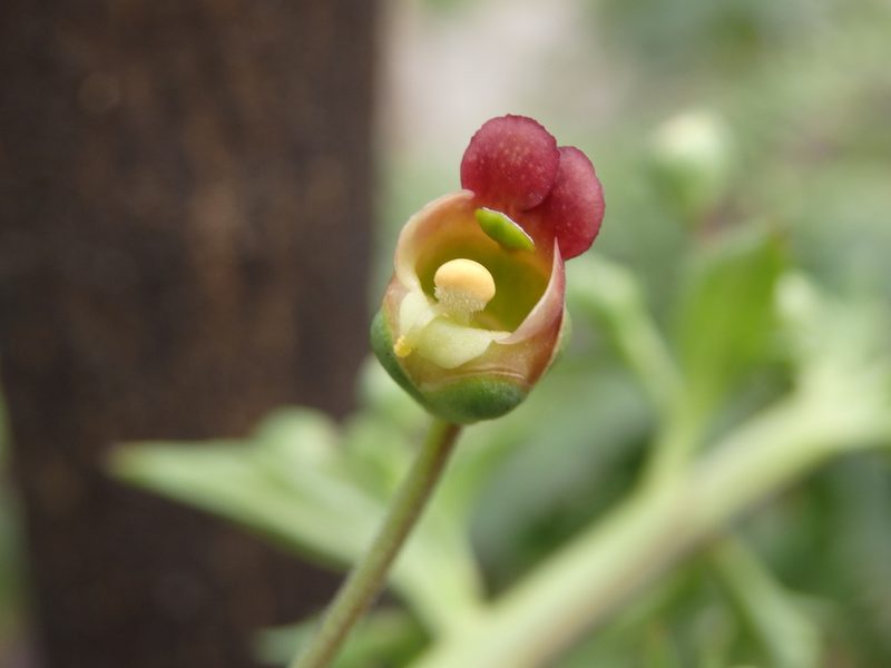 Scrophularia sublyrata, photographed by Carminda Santos