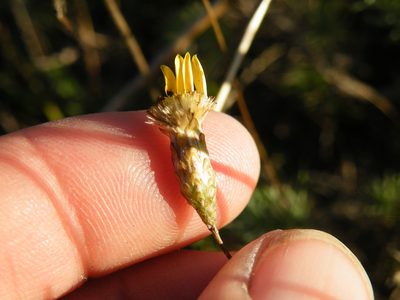 Leysera gnaphalodes, photographed by Antoinette Eyssell Knox