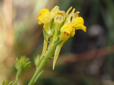 Linaria saxatilis, photographed by Carminda Santos