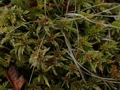 Sphagnum russowii, photographed by Mary Krieger