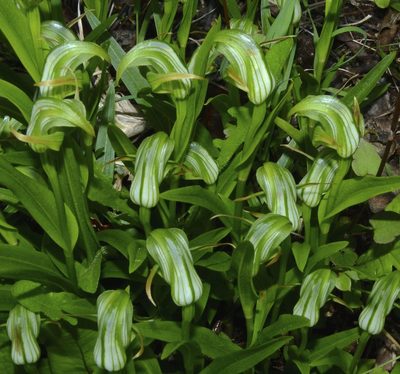 Pterostylis areolata, photographed by Steve Kerr