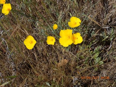 Eschscholzia lobbii, photographed by Dennis Eckhart
