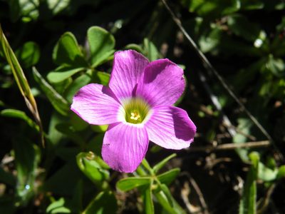 Oxalis smithiana, photographed by Antoinette Eyssell Knox