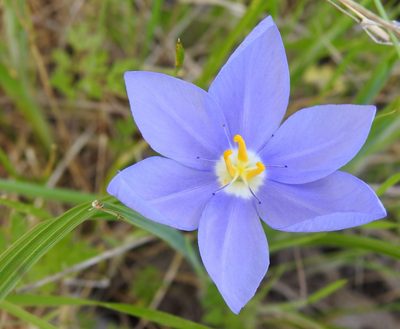 Nemastylis geminiflora, photographed by saltyhiker