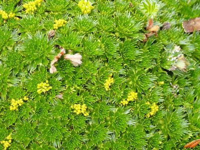 Azorella pedunculata, photographed by Julien Renoult