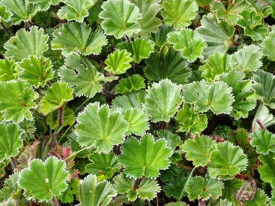Alchemilla orbiculata, photographed by Julien Renoult