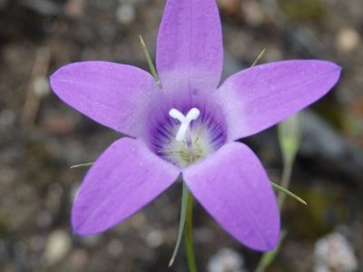 Campanula lusitanica, photographed by Carminda Santos
