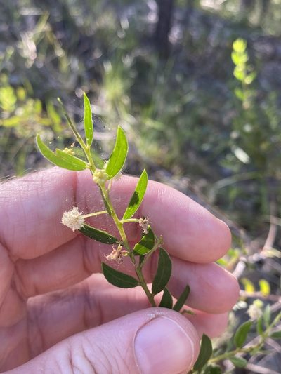 Acacia hispidula, photographed by Greg Tasney