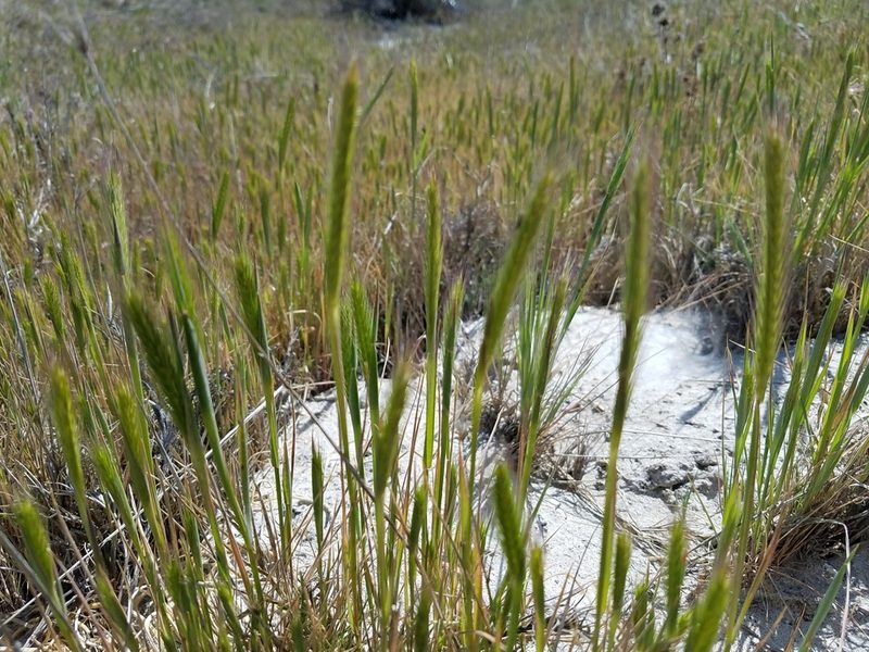 Hordeum depressum, photographed by D Defreese