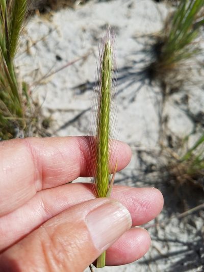 Hordeum depressum, photographed by D Defreese