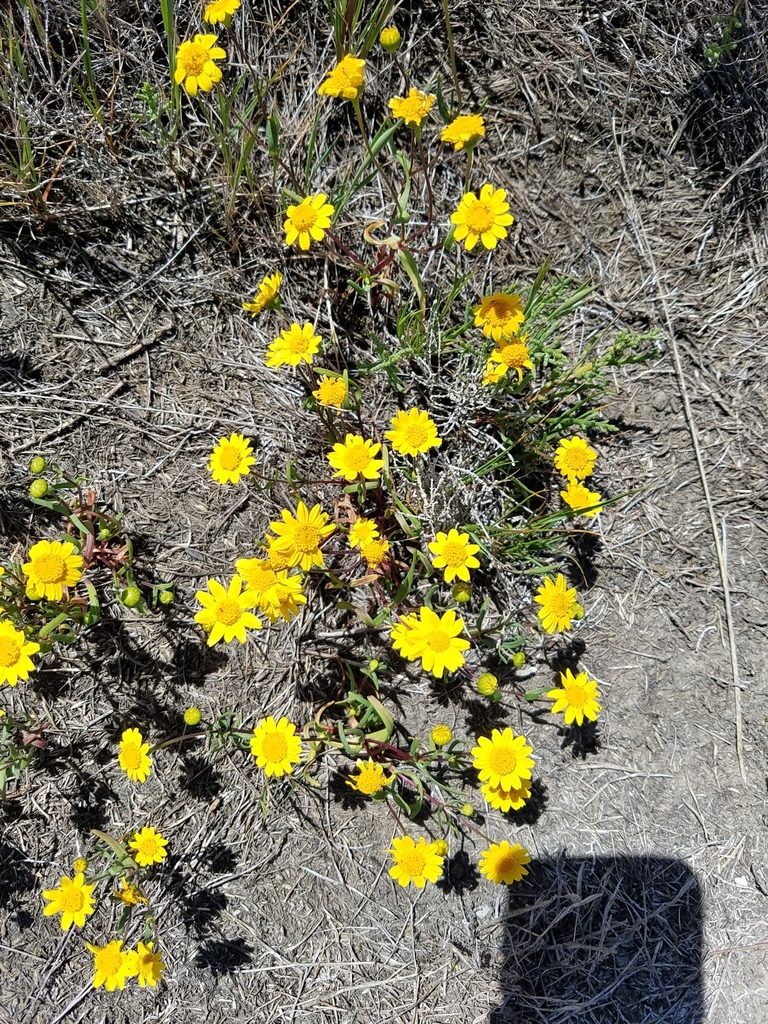 Lasthenia ferrisiae, photographed by D Defreese