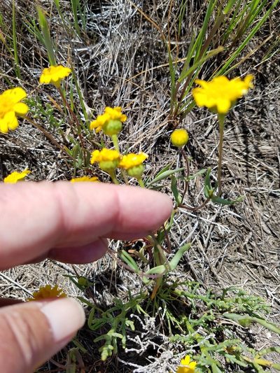 Lasthenia ferrisiae, photographed by D Defreese