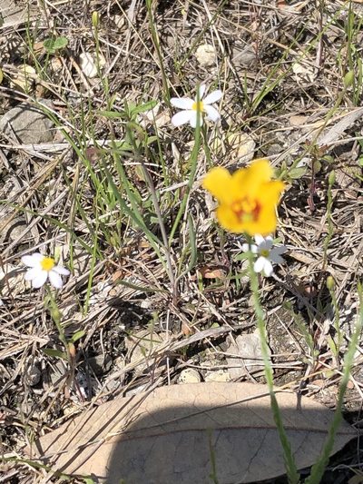 Linum hudsonioides, photographed by Brooke Smith