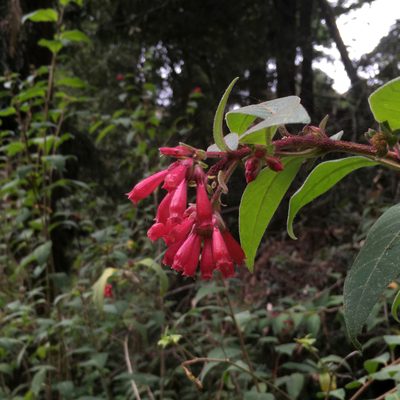 Cestrum elegans, photographed by Ryan Elliott
