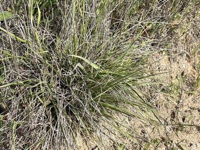 Danthonia californica, photographed by Dee Shea Himes