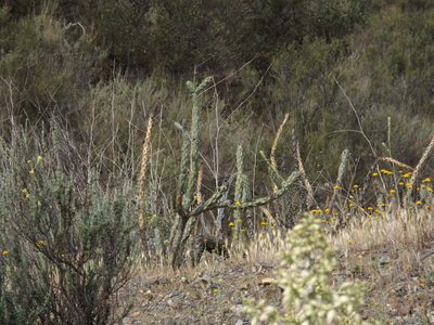 Cylindropuntia bernardina, photographed by Amy