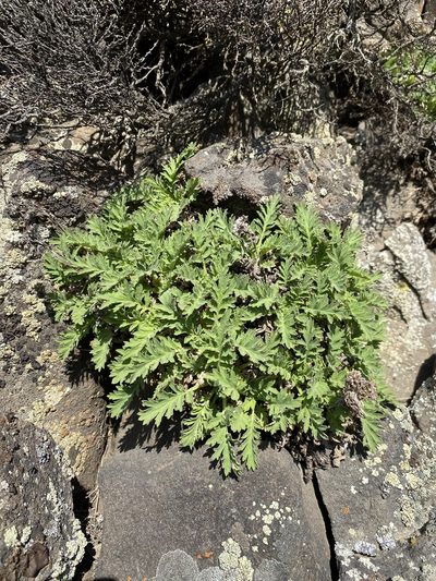 Phacelia lenta, photographed by Matt Berger