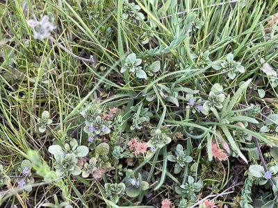 Pogogyne serpylloides, photographed by Dee Shea Himes