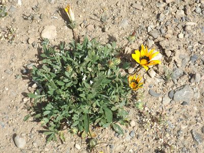 Gazania linearis, photographed by Amy