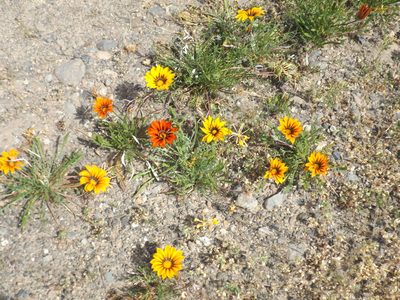 Gazania linearis, photographed by Amy