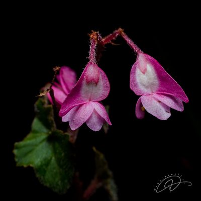 Begonia fischeri, photographed by Reinaldo de Oliveira Elias
