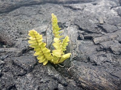 Nephrolepis brownii, photographed by steve b