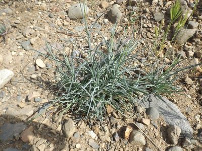 Porophyllum gracile, photographed by Amy