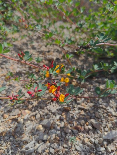 Acmispon junceus, photographed by Heibudas