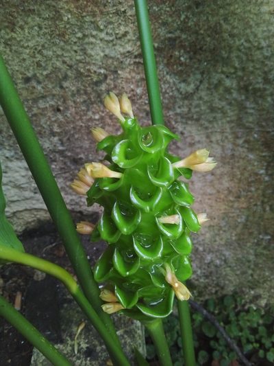 Goeppertia cylindrica, photographed by Victor Farjalla Pontes