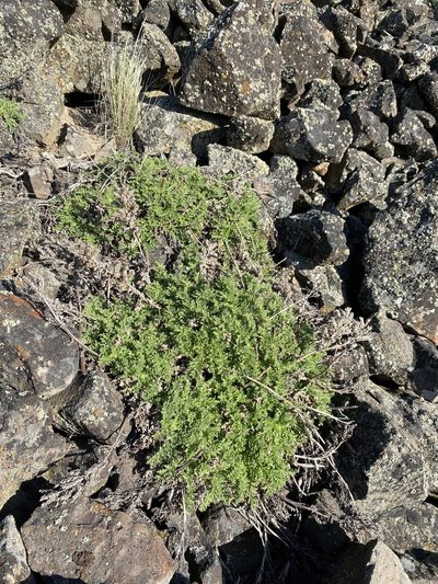 Phacelia lenta, photographed by Matt Berger