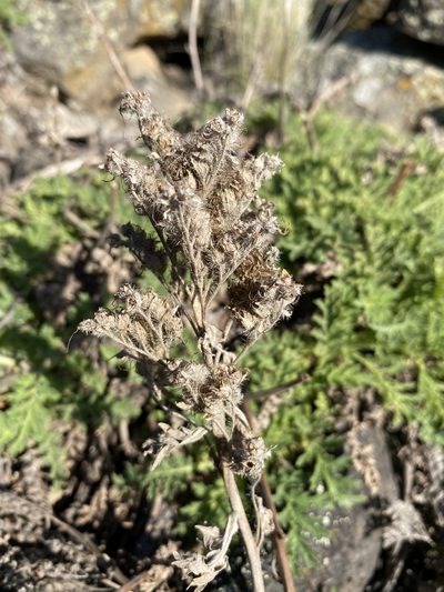 Phacelia lenta, photographed by Matt Berger