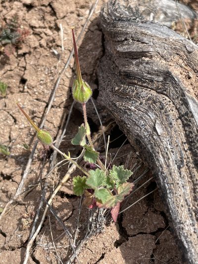 California macrophylla, photographed by Sula Vanderplank