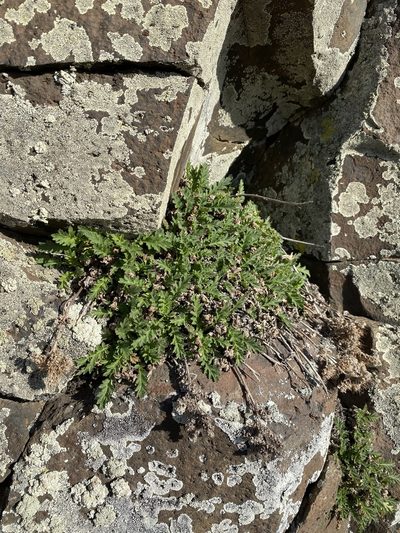 Phacelia lenta, photographed by Matt Berger
