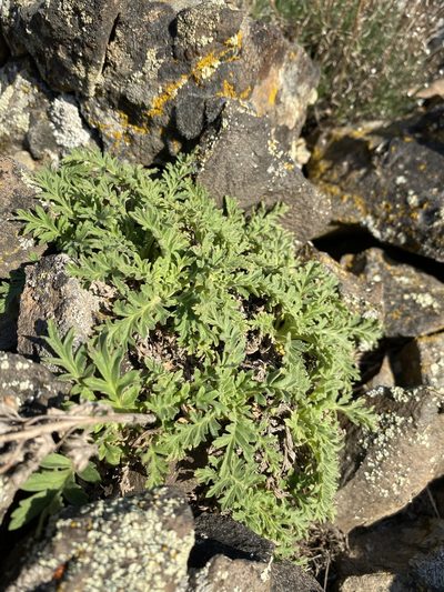 Phacelia lenta, photographed by Matt Berger