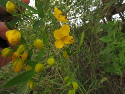 Senna corymbosa, photographed by Matias Cabezas