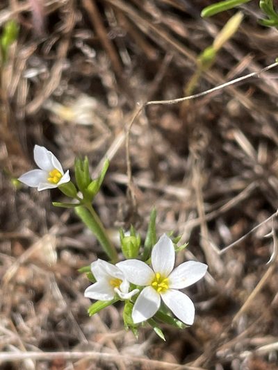 Leptosiphon laxus, photographed by Sula Vanderplank
