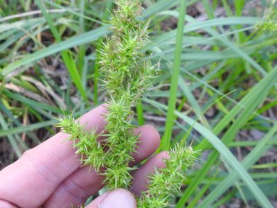 Carex crus-corvi, photographed by Sam Kieschnick