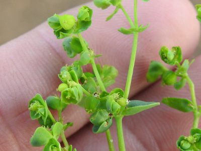 Euphorbia tetrapora, photographed by Sam Kieschnick