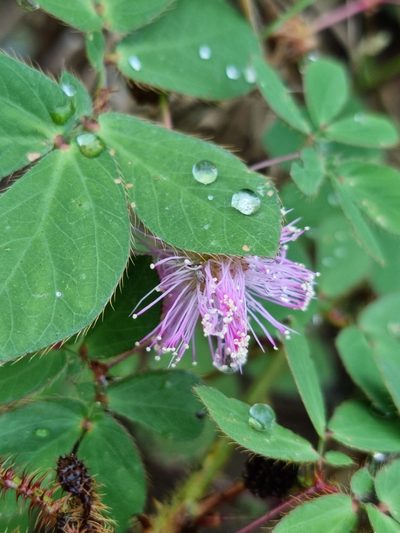 Mimosa velloziana, photographed by Sol Quipildor