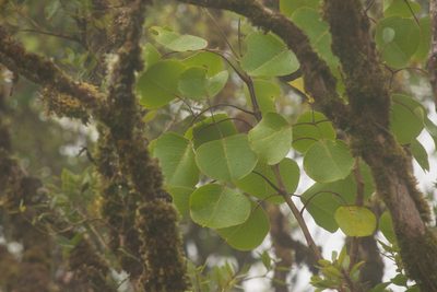 Cheirodendron platyphyllum, photographed by Kevin Faccenda